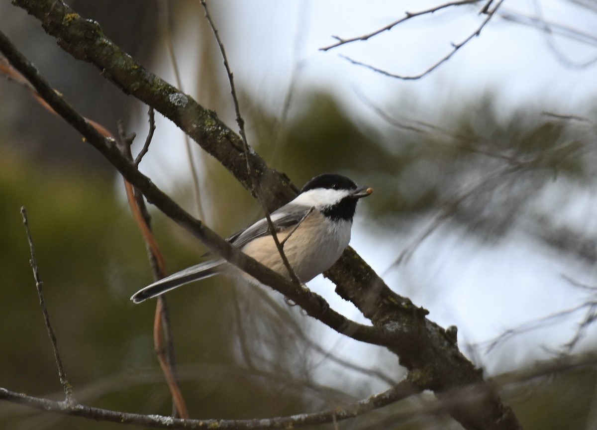 Black-capped Chickadee - ML646464350