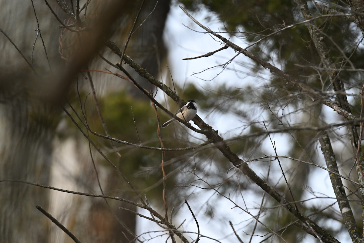Black-capped Chickadee - ML646464351