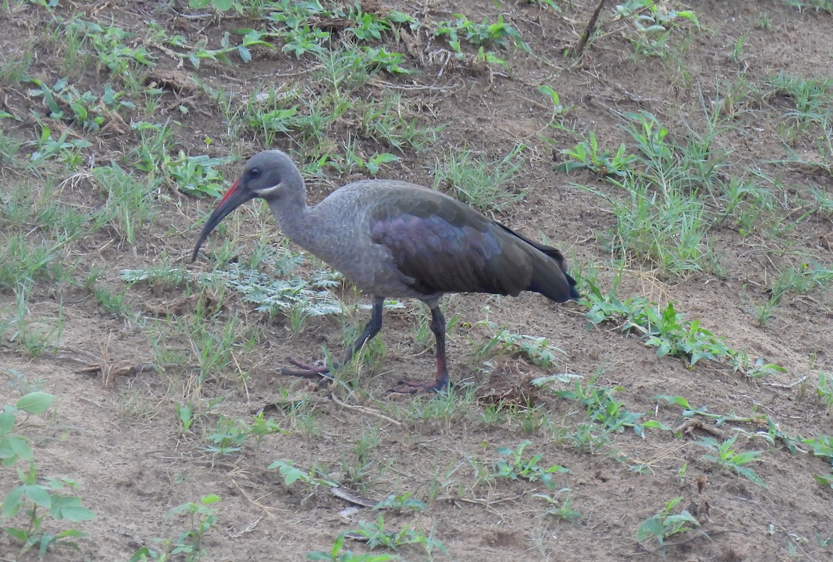 Hadada Ibis - ML646464352