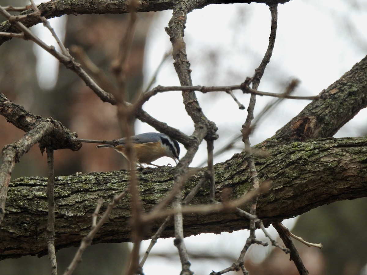 Rotbrustkleiber - ML646464353