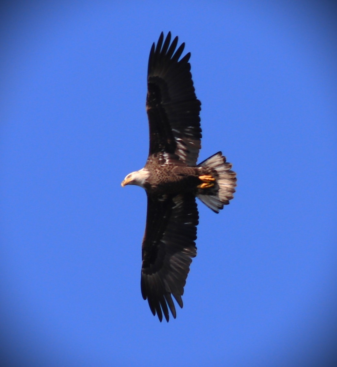 Bald Eagle - ML646464354