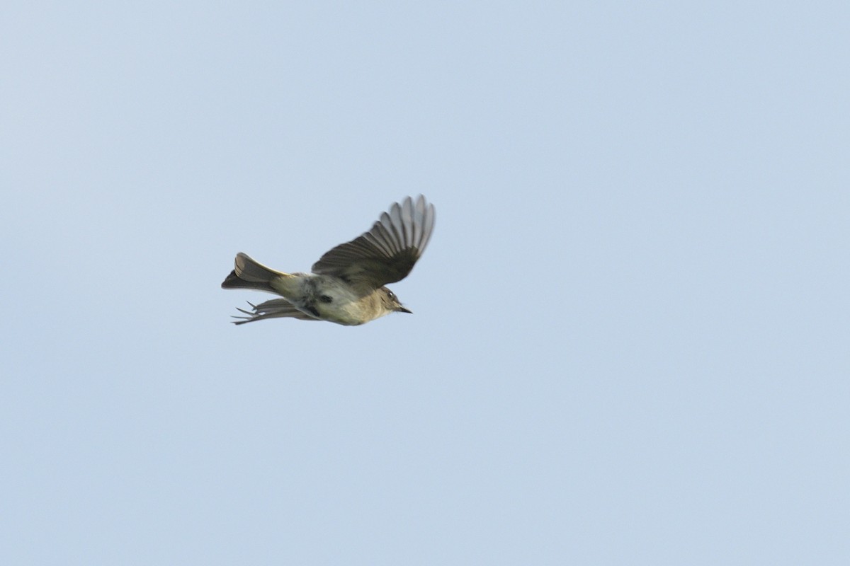 Феб буроспинний - ML646464360