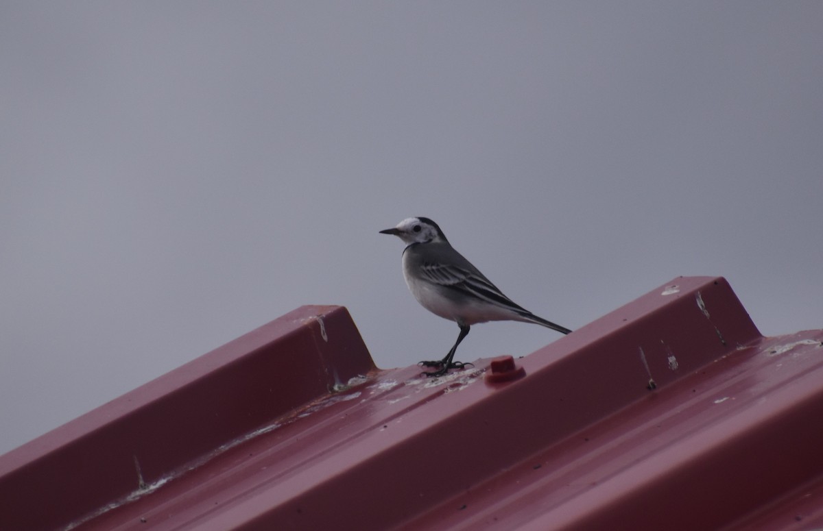 Bachstelze - ML646464361