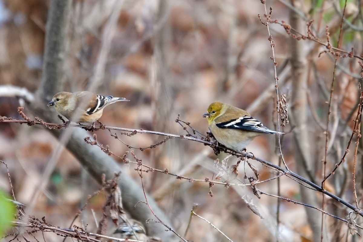 American Goldfinch - ML646464362