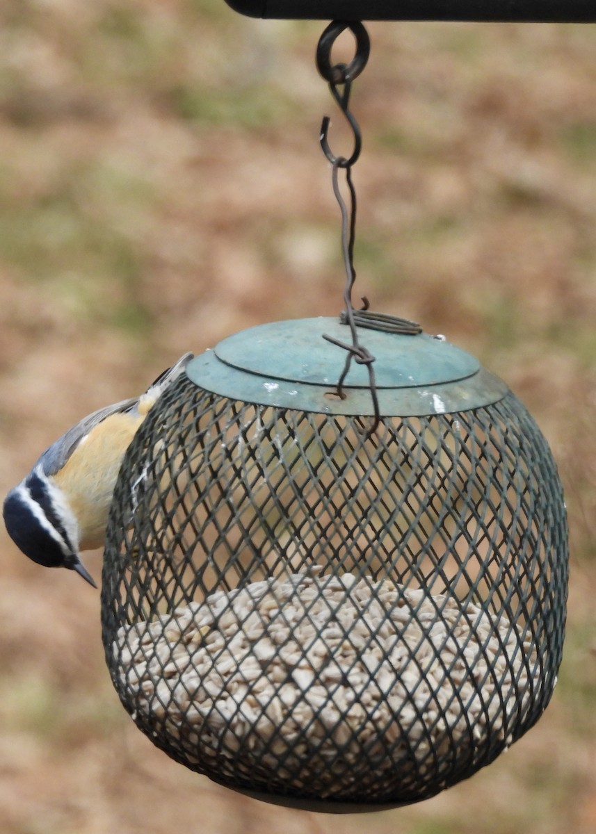 Rotbrustkleiber - ML646464364