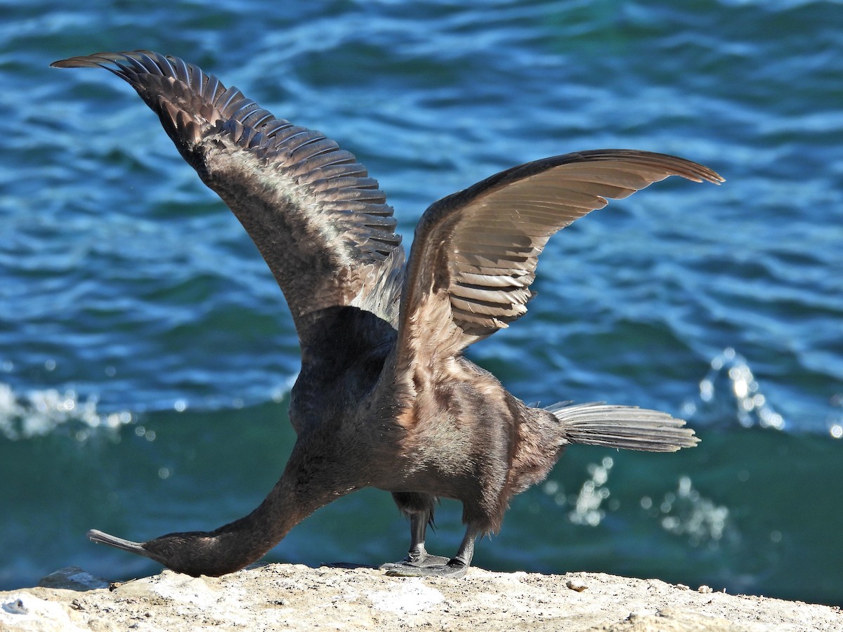 海鸕鷀 - ML646464365