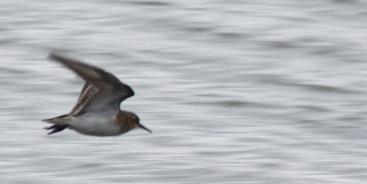 Baird's Sandpiper - ML646464366