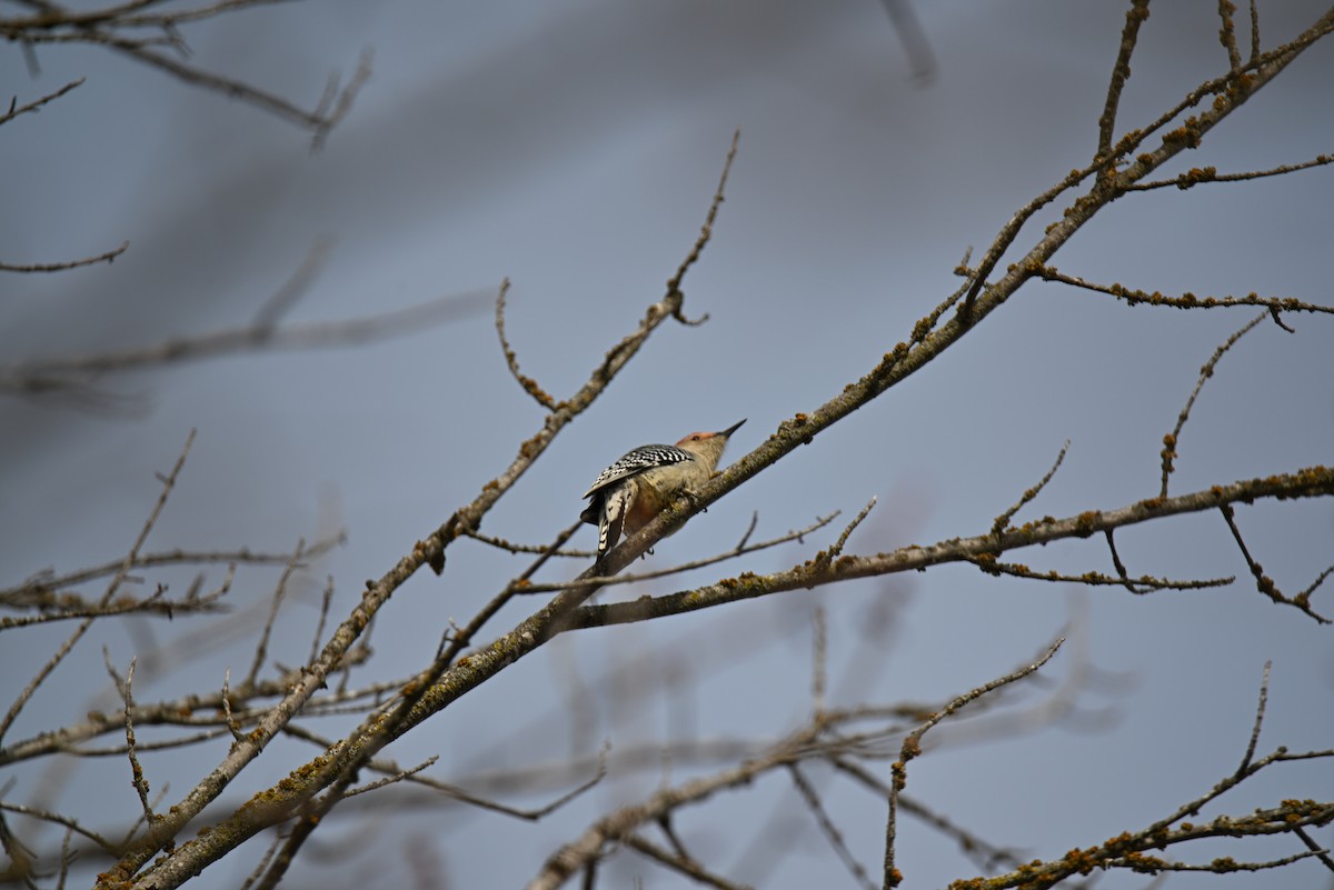 Red-bellied Woodpecker - ML646464369