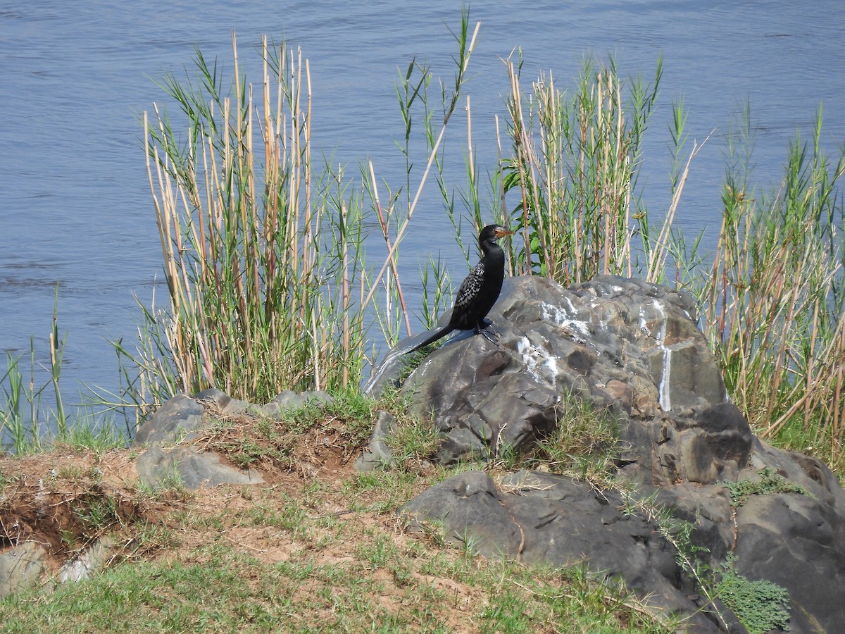 kormorán dlouhoocasý - ML646464370