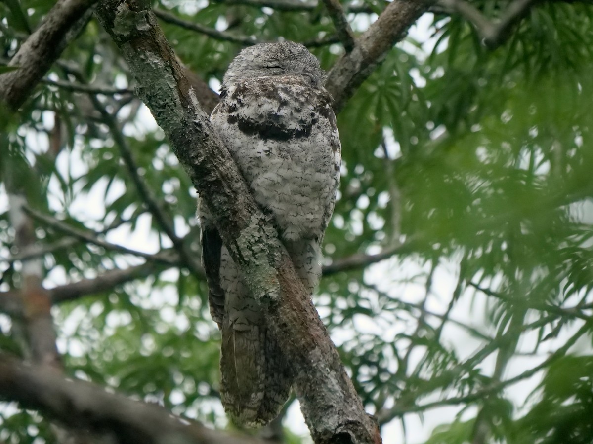 Great Potoo - ML646464371