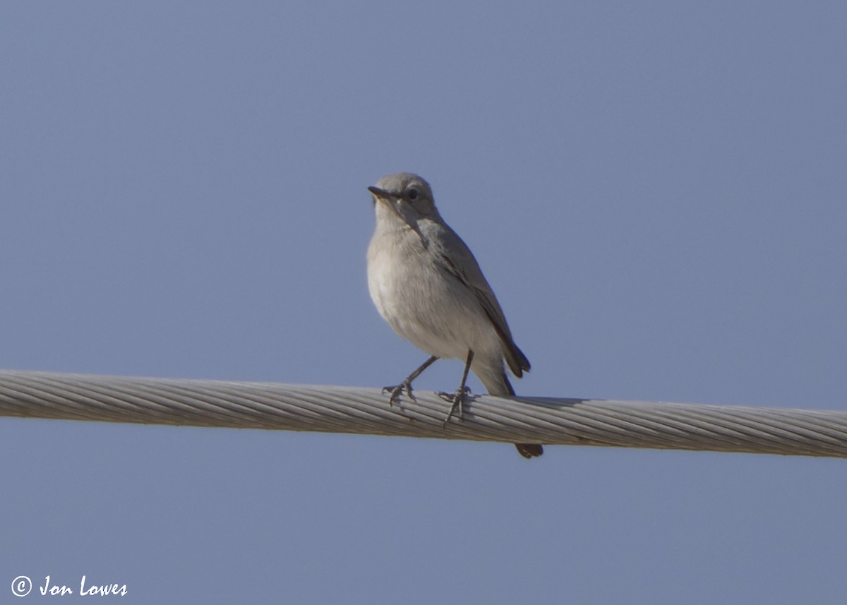 Traquet à queue noire - ML646464372