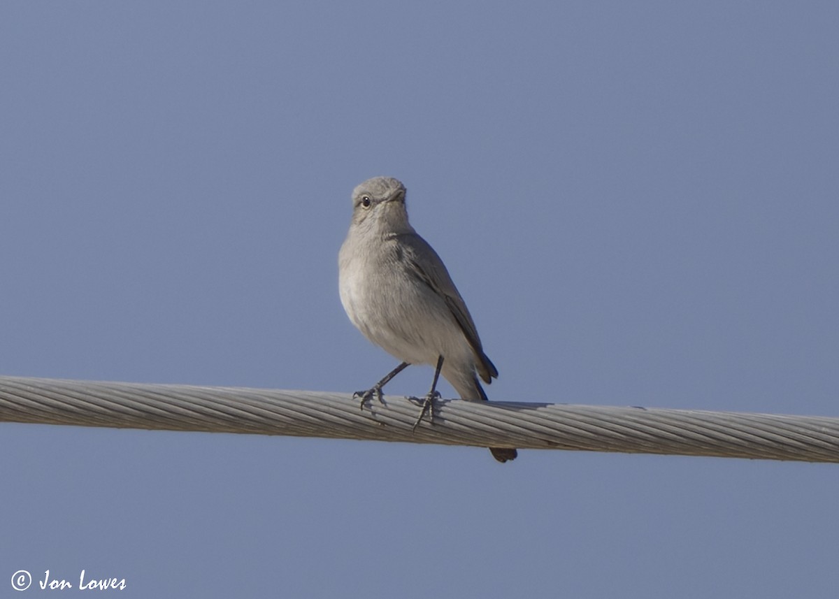 Traquet à queue noire - ML646464373