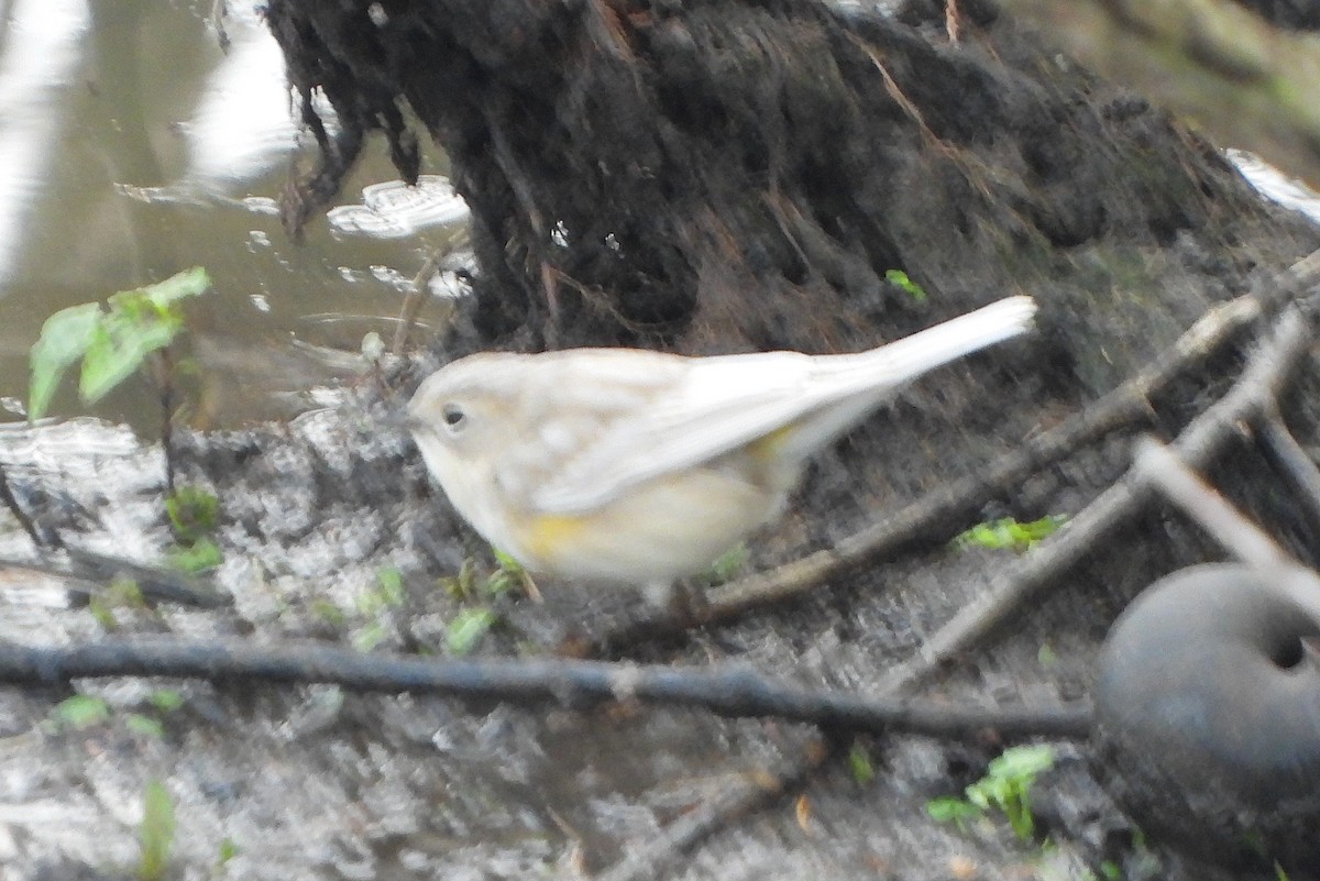 Yellow-rumped Warbler - ML646464376