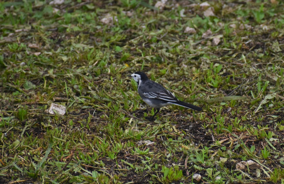 白鶺鴒(yarrellii) - ML646464377