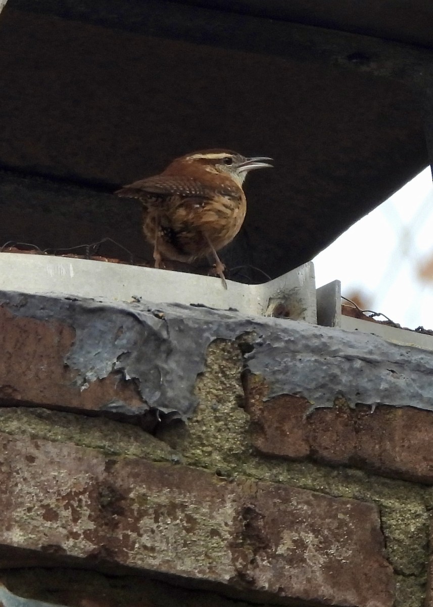 Carolina Wren - ML646464378