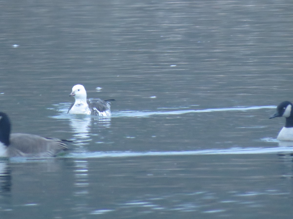 Ross's x Cackling Goose (hybrid) - ML646464380