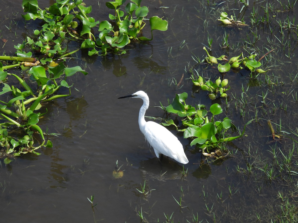 小白鷺 - ML646464381