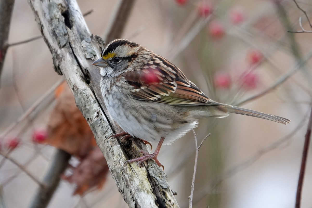 White-throated Sparrow - ML646464383