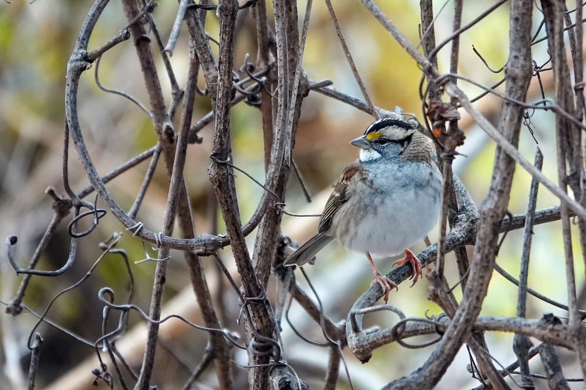 White-throated Sparrow - ML646464384