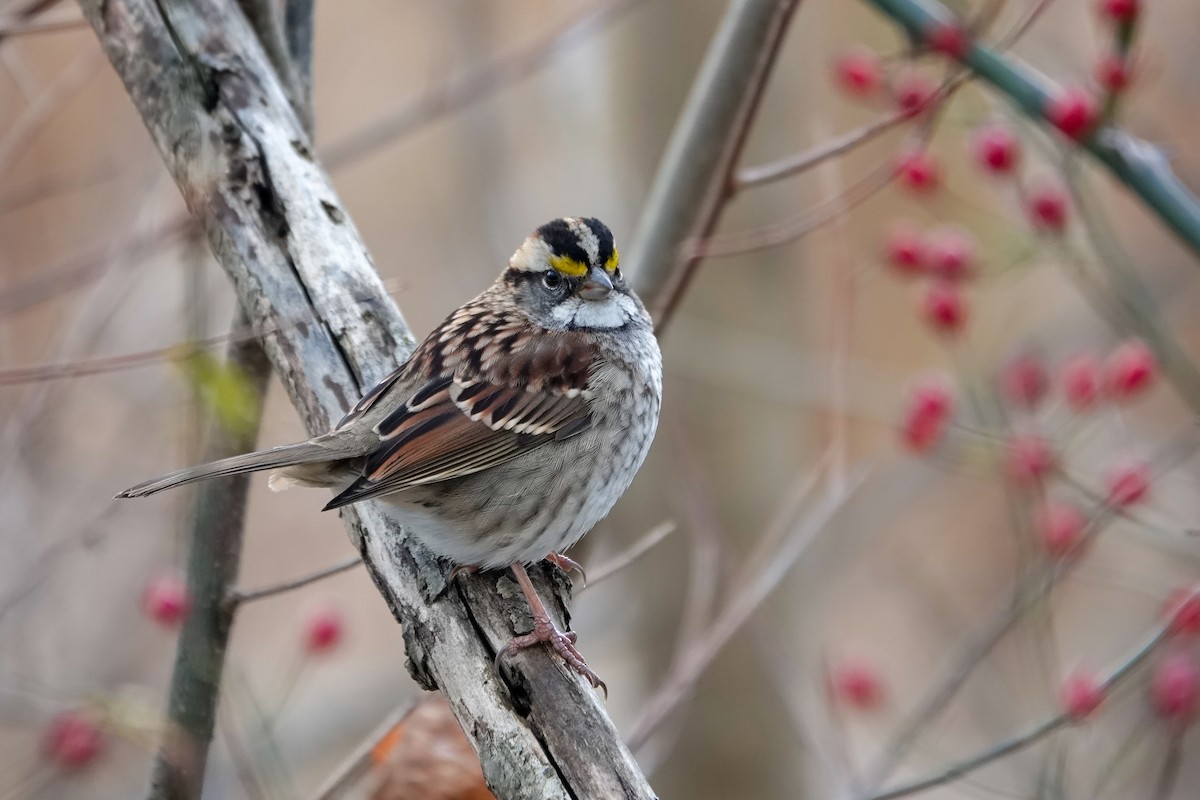 White-throated Sparrow - ML646464385