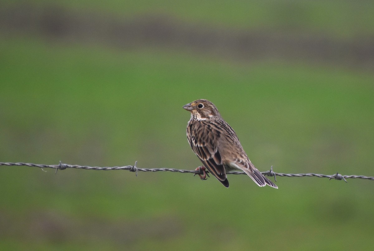 Corn Bunting - ML646464386