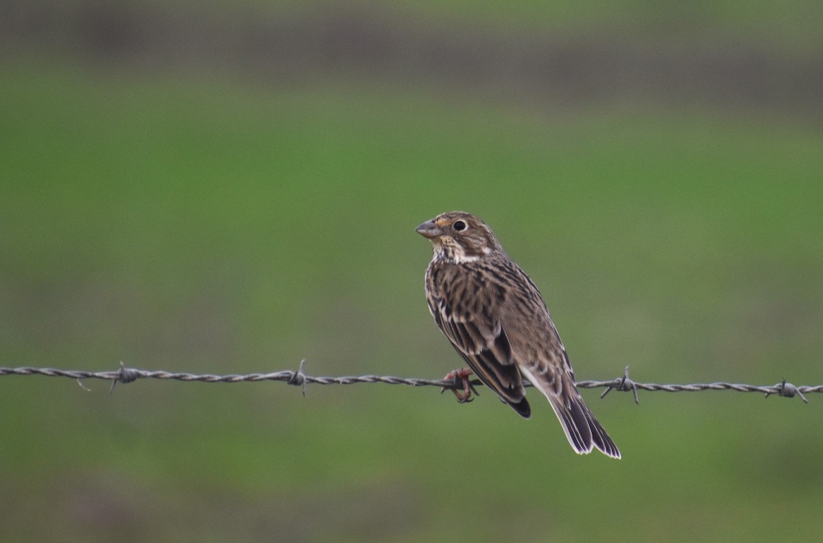 Corn Bunting - ML646464388