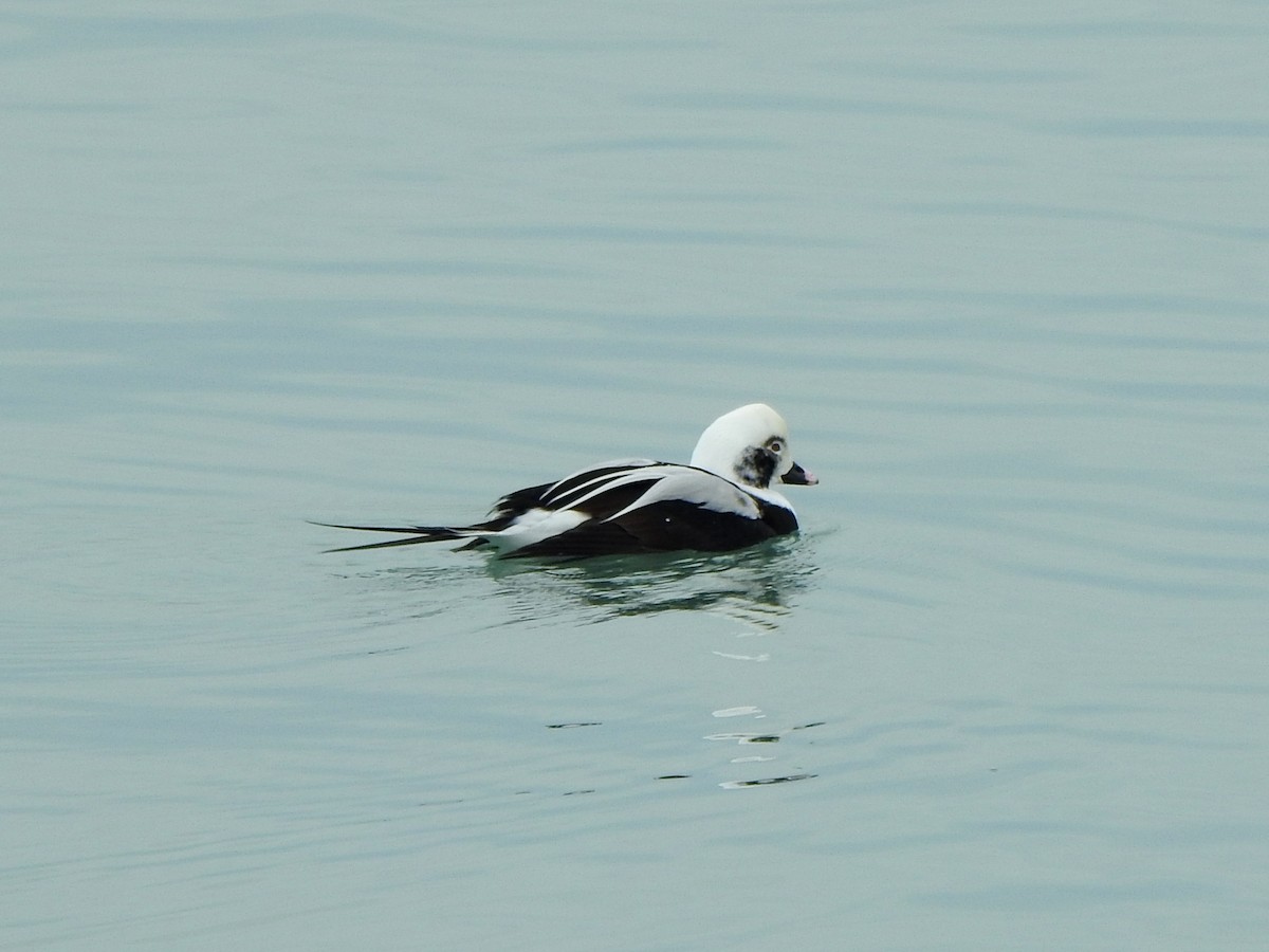 長尾鴨 - ML646464390