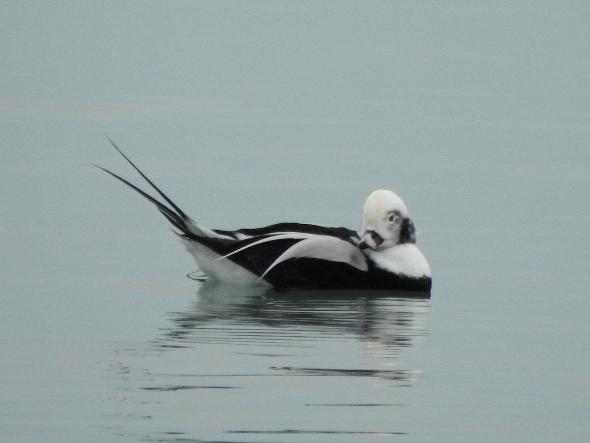 長尾鴨 - ML646464391