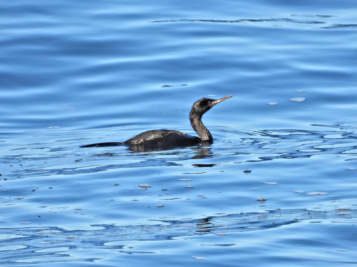 海鸕鷀 - ML646464393