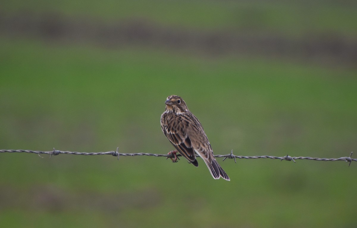 Corn Bunting - ML646464394
