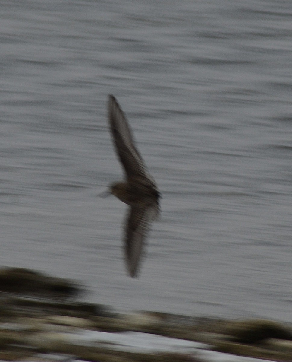 Baird's Sandpiper - ML646464395