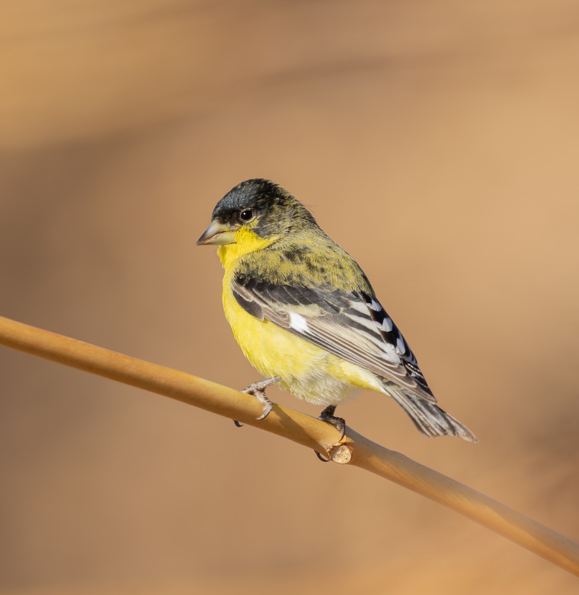 Lesser Goldfinch - ML646464396