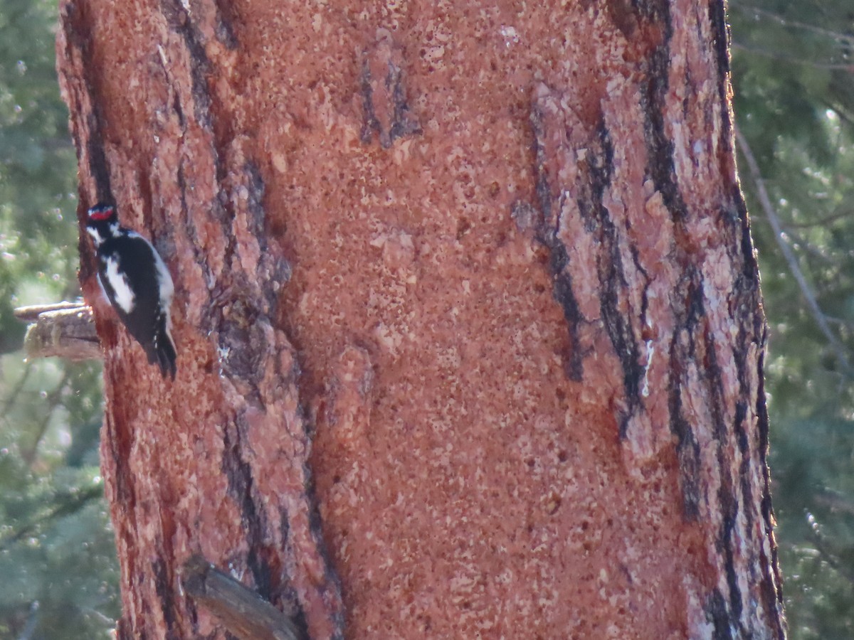 Hairy Woodpecker - ML646464397