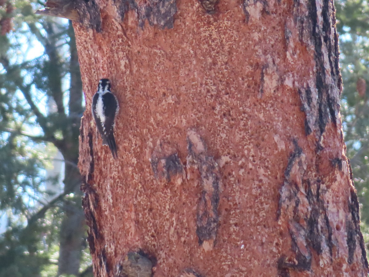 Fichtenspecht - ML646464398