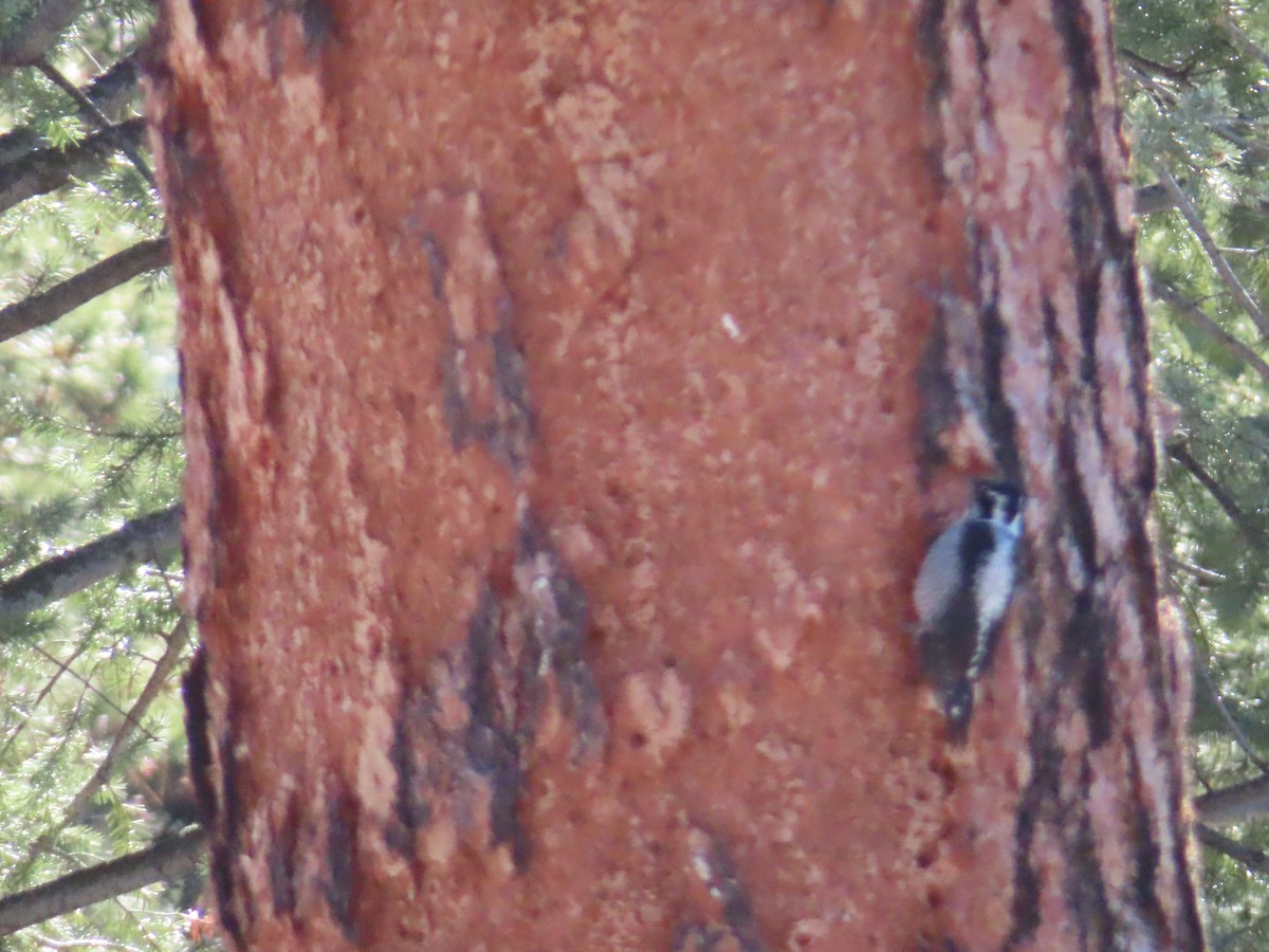 Hairy Woodpecker - ML646464403