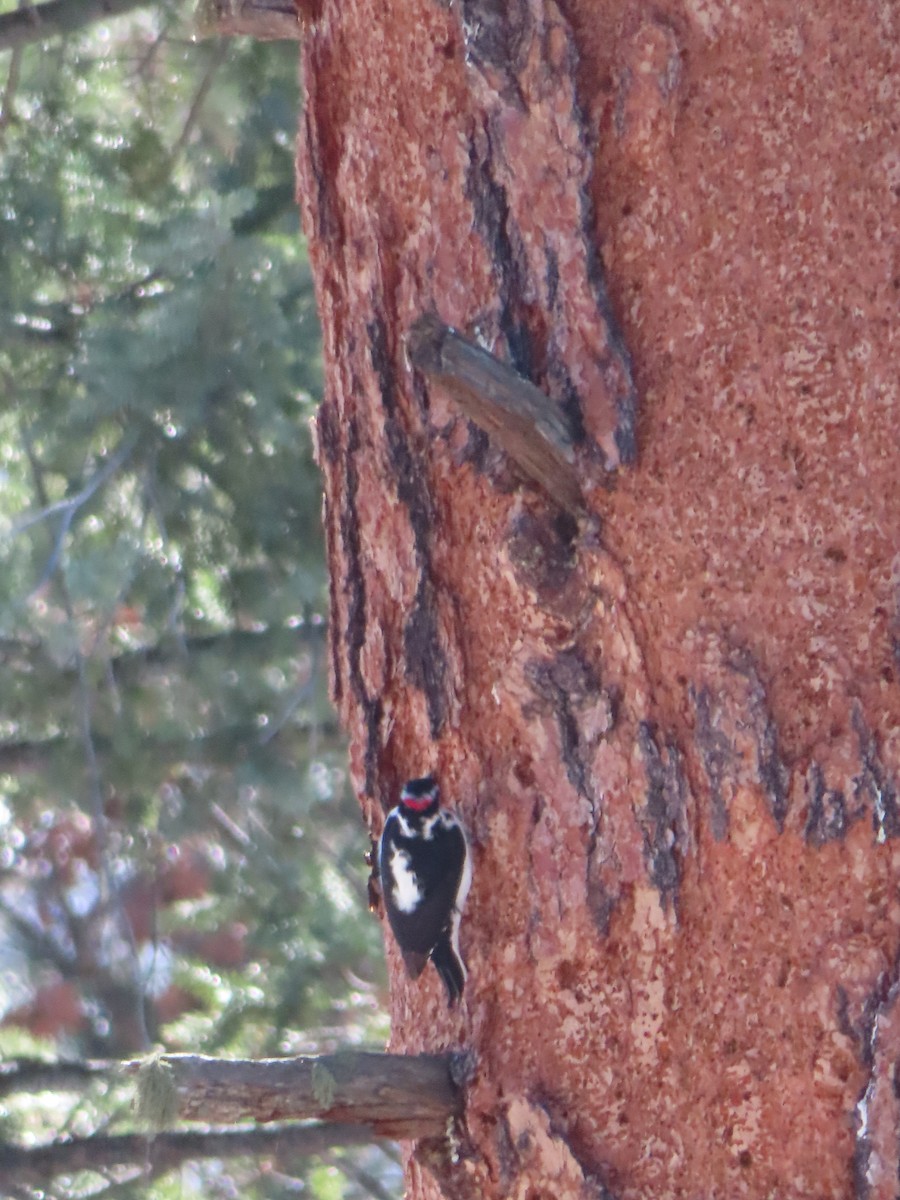 Haarspecht - ML646464404