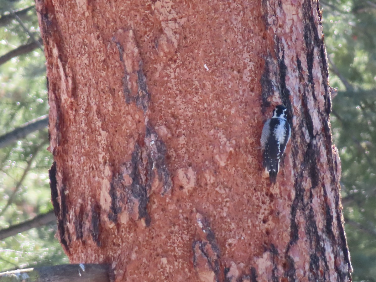 Fichtenspecht - ML646464408