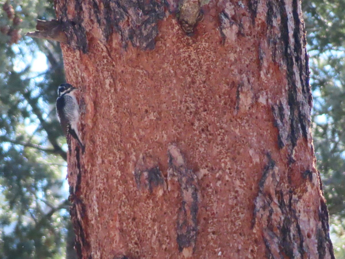 Hairy Woodpecker - ML646464409