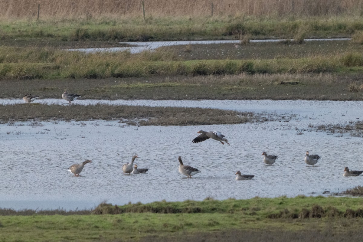 灰雁 - ML646464410