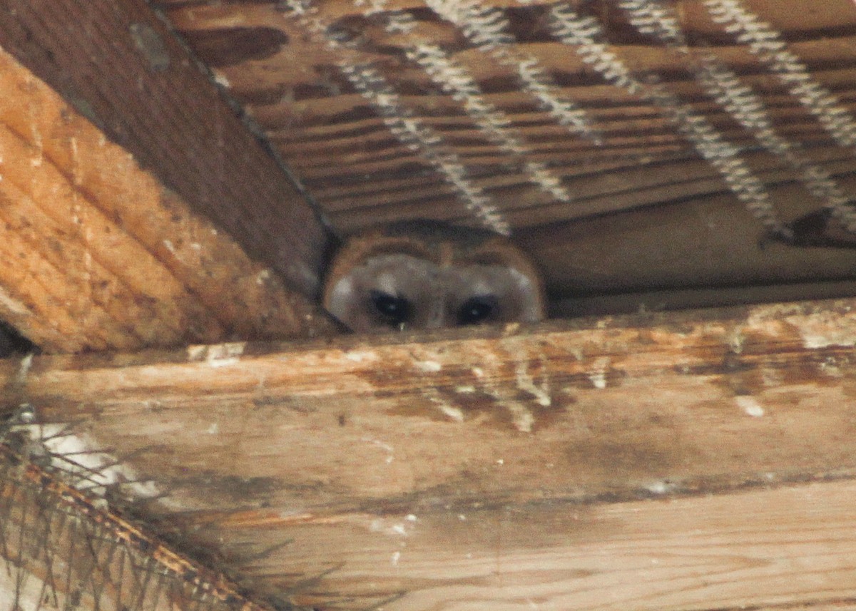 American Barn Owl - ML646464414