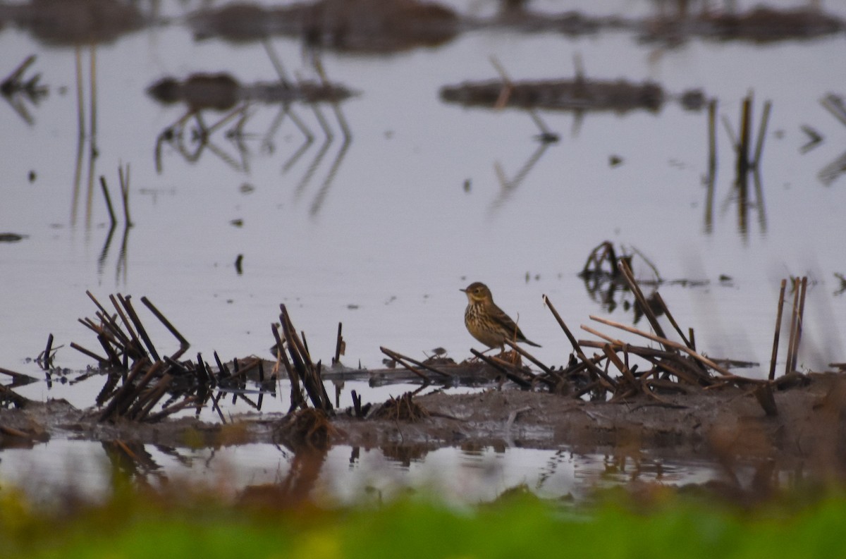 草地鷚 - ML646464416