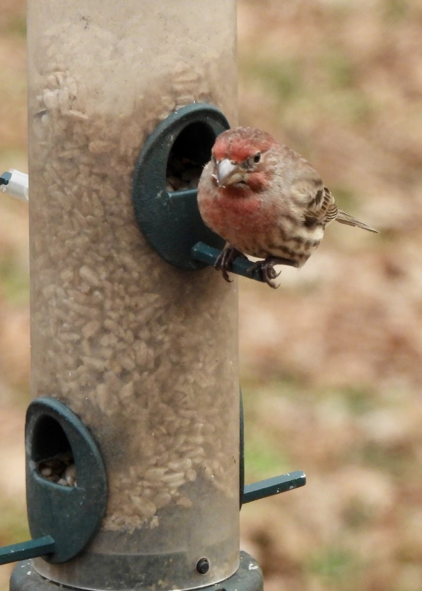 House Finch - ML646464417