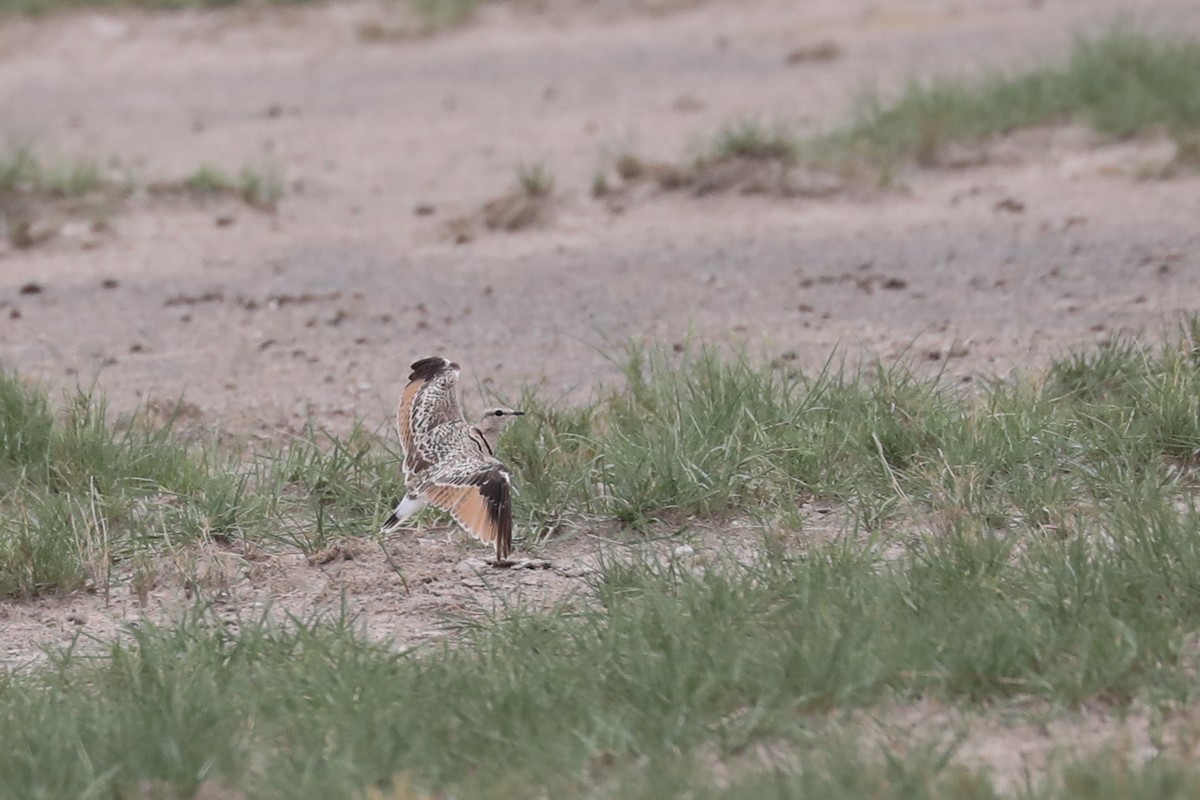 Double-banded Courser - ML646464419