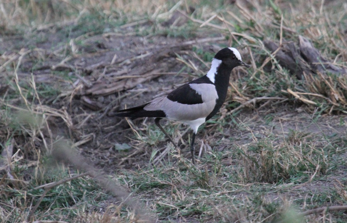 Blacksmith Lapwing - ML646464421