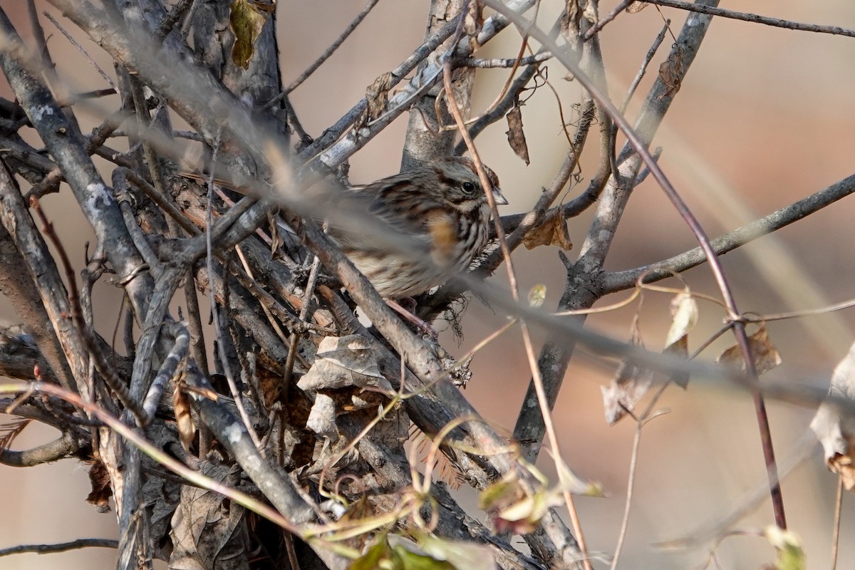 Song Sparrow - ML646464422