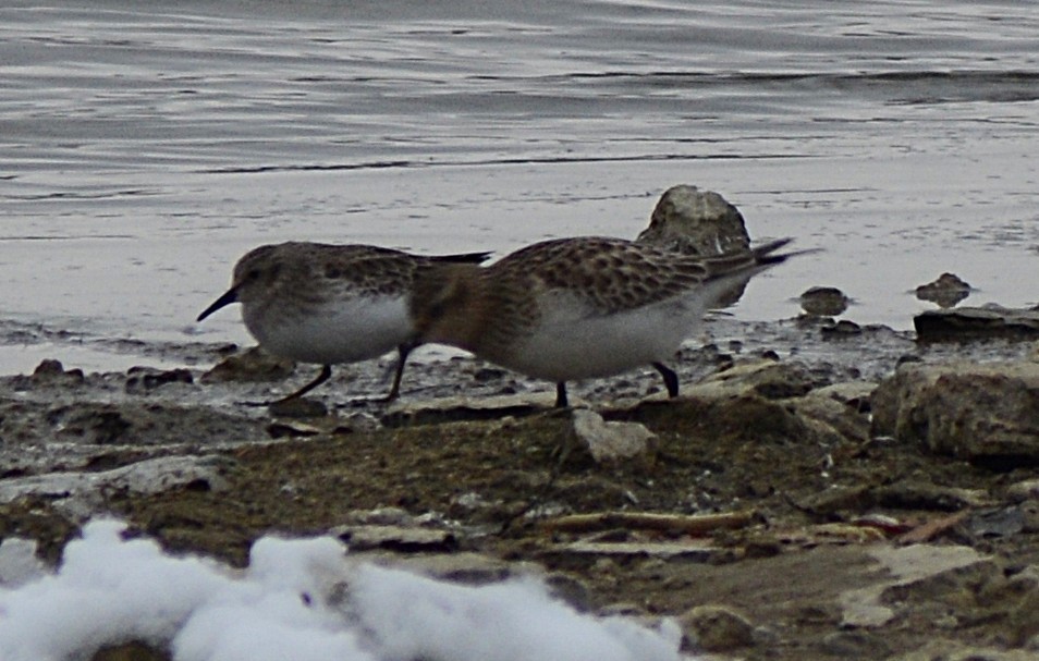 Least Sandpiper - ML646464423