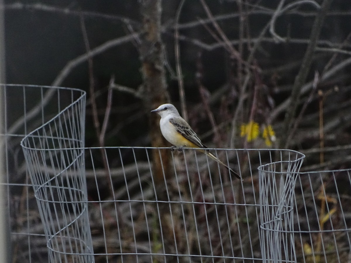 Scissor-tailed Flycatcher - ML646464424