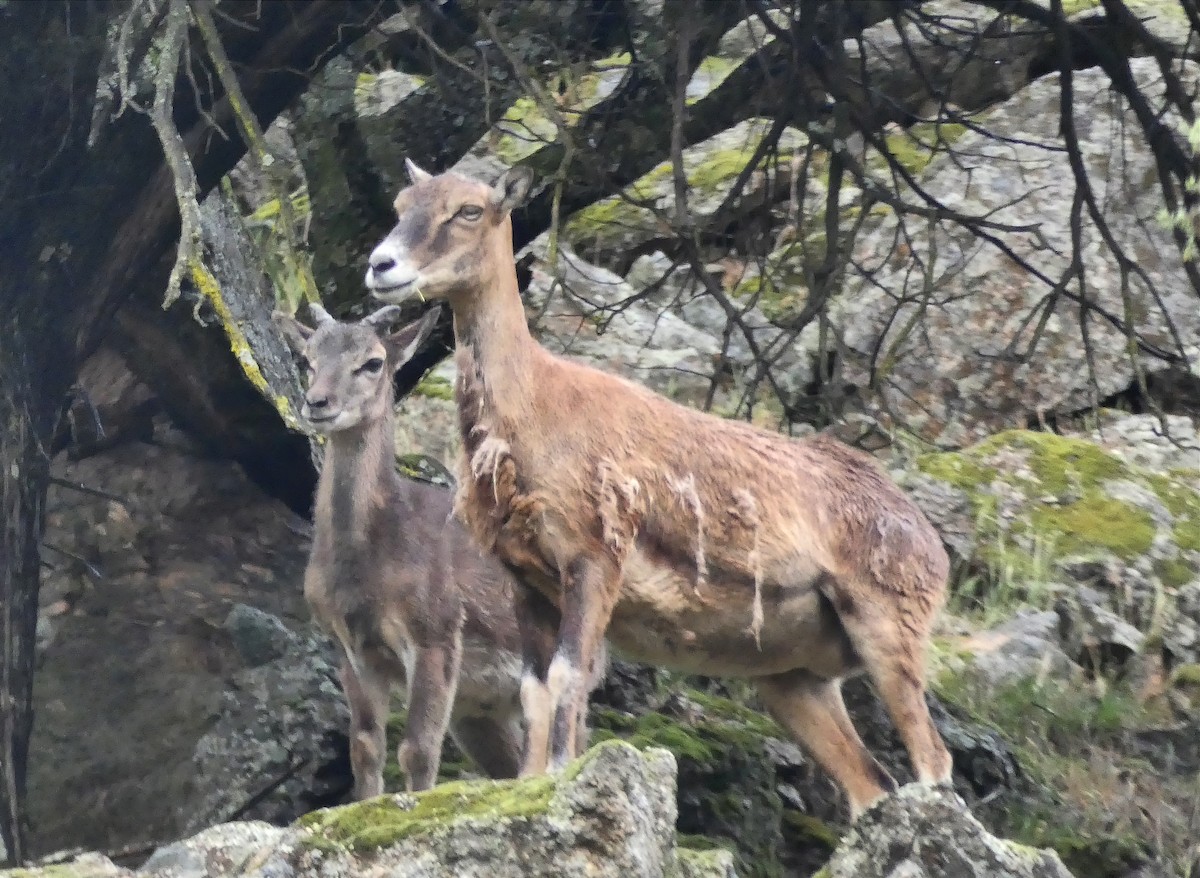 European Mouflon - ML646464425