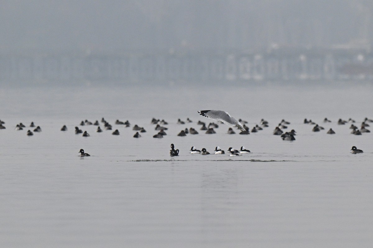 Ring-billed Gull - ML646464426