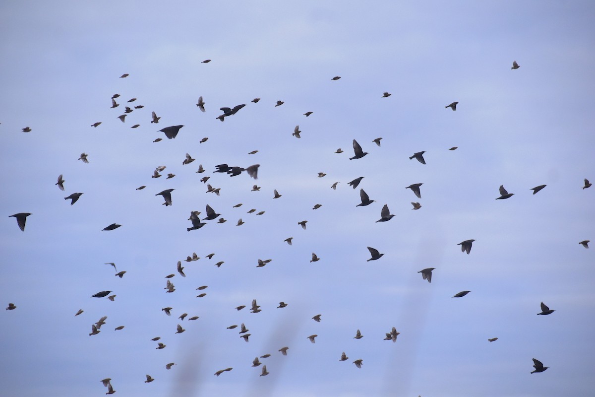 Einfarbstar - ML646464427